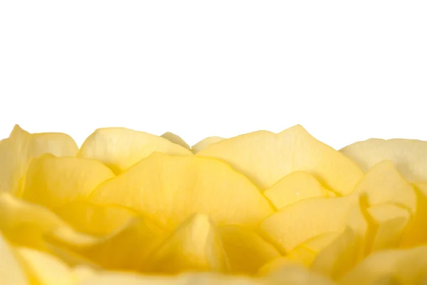 Yellow rose petals — Stock Photo, Image