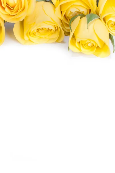 Rose — Stock Photo, Image