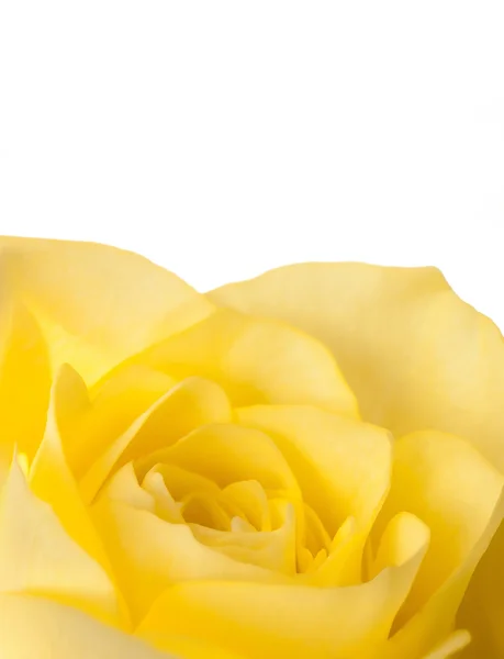 Detail žluté růže — Stock fotografie