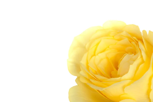 Žlutých růží — Stock fotografie
