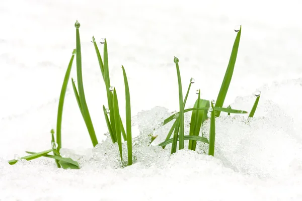 Eerste groen gras — Stockfoto