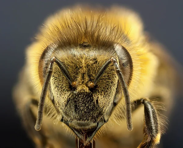 Zblízka včelaκοντινό πλάνο μέλισσα — Stock fotografie