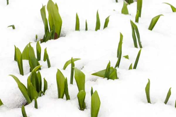 Våren och snö — Stockfoto