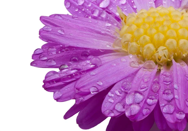 Paarse bloem met waterdruppels — Stockfoto