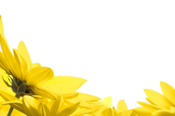 Желтые цветы на белом фоне — стоковое фото