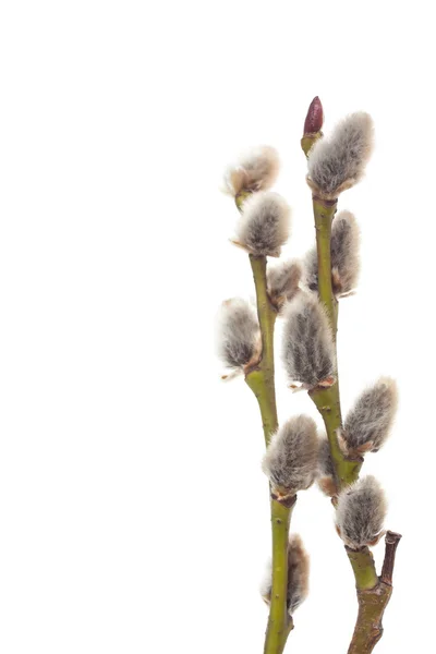 Primavera bichano salgueiro — Fotografia de Stock