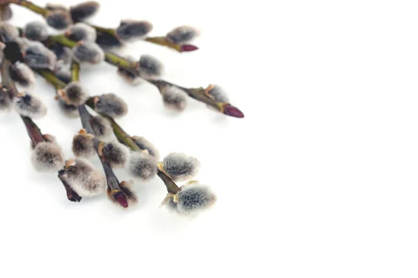 Catkins — Stock Photo, Image