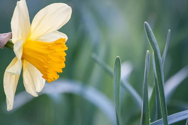 Narciso — Foto Stock