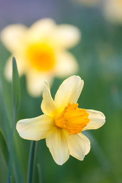 Narciso — Fotografia de Stock