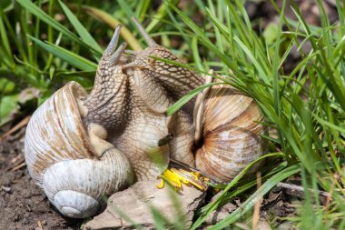 salyangoz çiftleşme