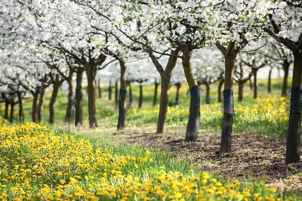 Fruktig äppelträdgård — Stockfoto