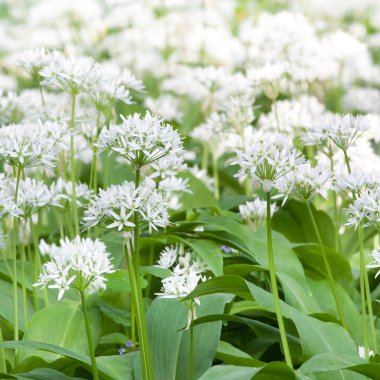 Ramsons