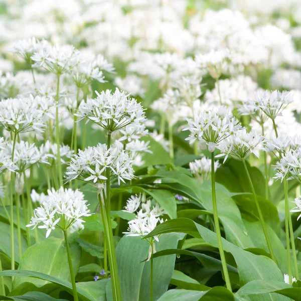 Ramsons — Stock fotografie