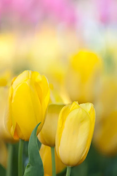 Żółte tulipany — Zdjęcie stockowe