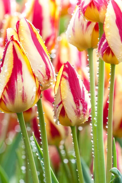 Tulips in the rain — Stock Photo, Image