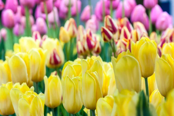 Tulpen — Stockfoto