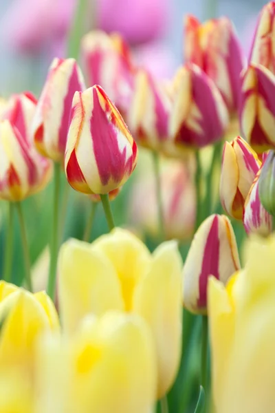 Tulpen — Stockfoto