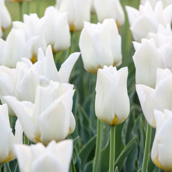 Tulipas brancas — Fotografia de Stock