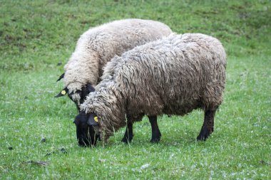 mera üzerinde koyun