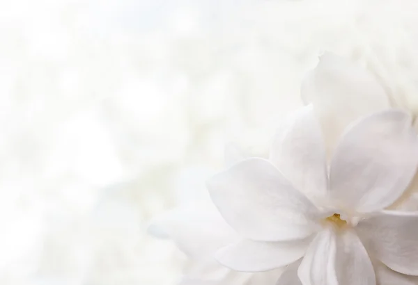 Flor lilás branco — Fotografia de Stock