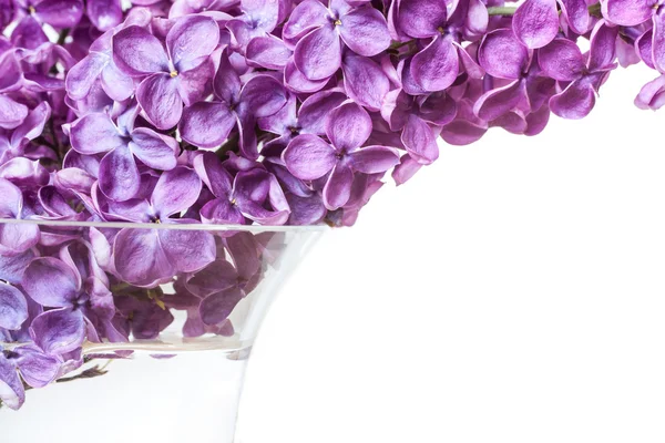 Lilac — Stock Photo, Image