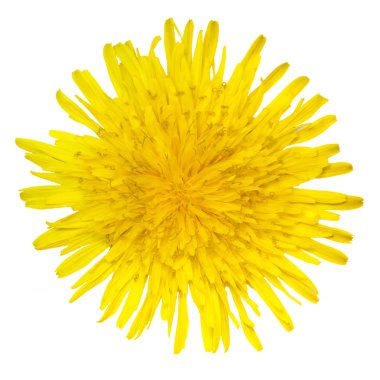Karahindiba.