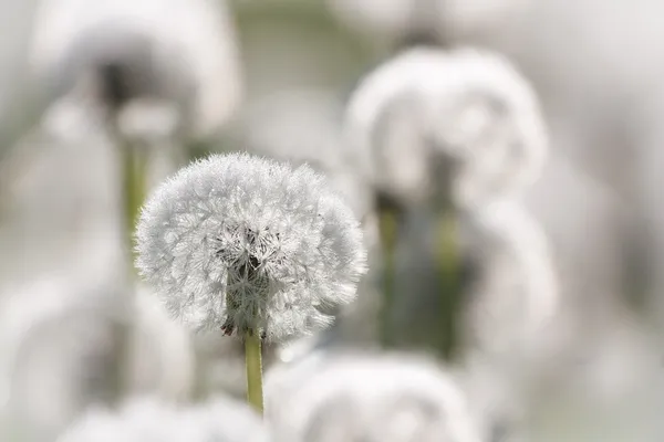 Paardebloem — Stockfoto