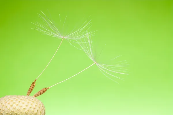 Os dois últimos no dente-de-leão — Fotografia de Stock