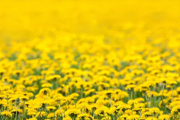 Diente de león — Foto de Stock