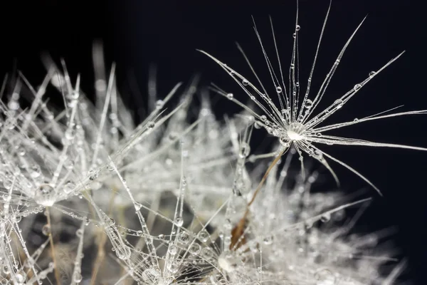 damla su ve kara hindiba