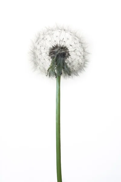 Dandelion — Stock Photo, Image