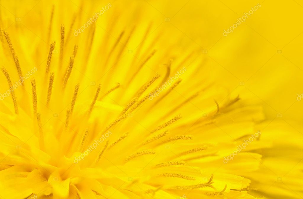 Угадай желтый. Эримурис желтый. Желтый тепух. Цветотерапия желтый. Солнечный желтый цвет.