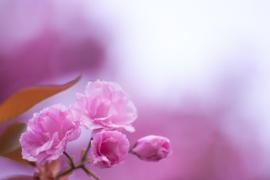 Pembe çiçek
