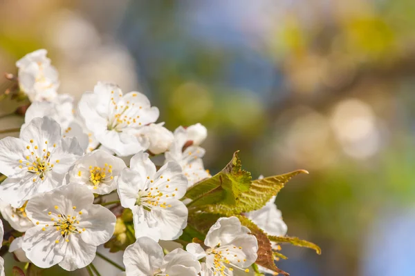 Fruit tree — Stock Photo, Image