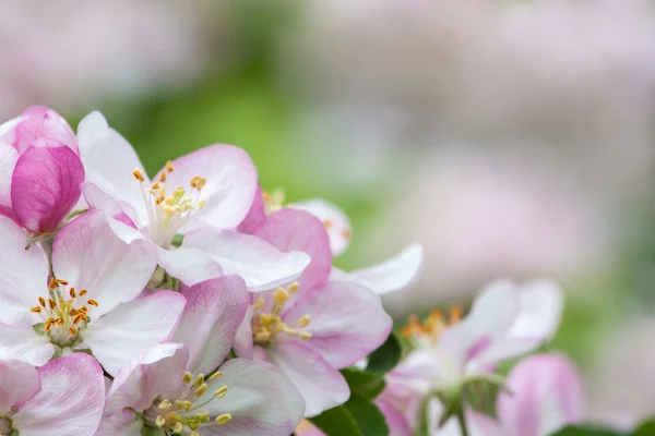 Flowers of fruit tree — Stock Photo, Image