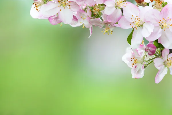 Fiore di mela — Foto Stock