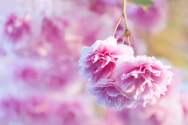 Pink flower — Stock Photo, Image