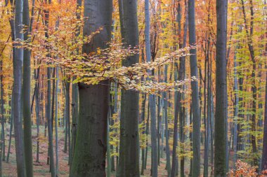 sonbahar kayın ormanı