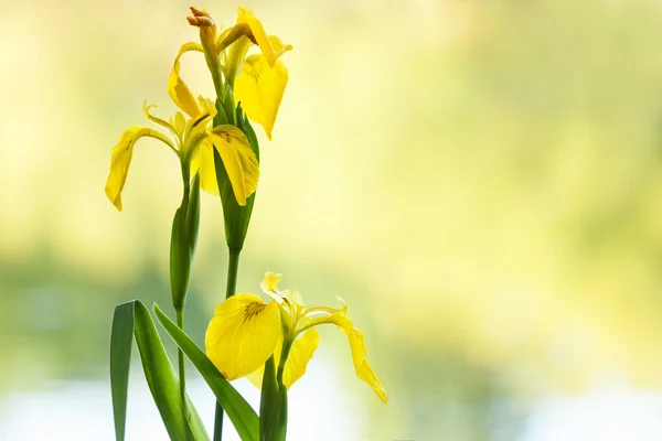 Gele iris — Stockfoto