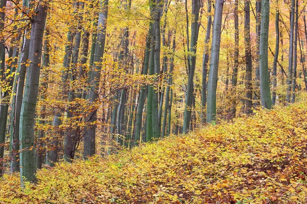 Höstens bokskog — Stockfoto