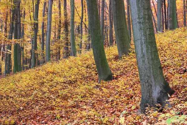 Herbst-Buchenwald — Stockfoto
