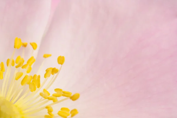 Wild rose detail — Stockfoto