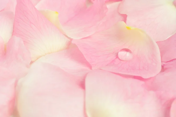 Petals — Stock Photo, Image