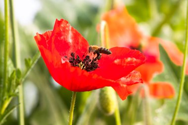 Kırmızı haşhaş çiçeği, arı