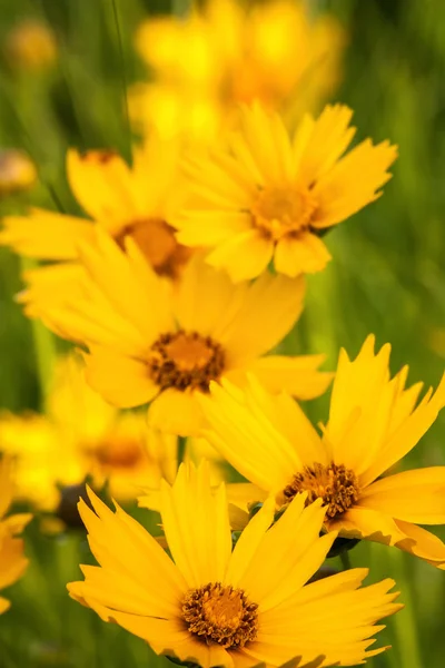 Bunch of yellow flowers — Stock Photo, Image