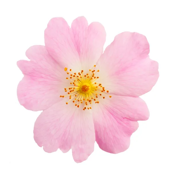 á How To Draw A Wild Prairie Rose Stock Photos Royalty Free Wild Rose Images Download On Depositphotos