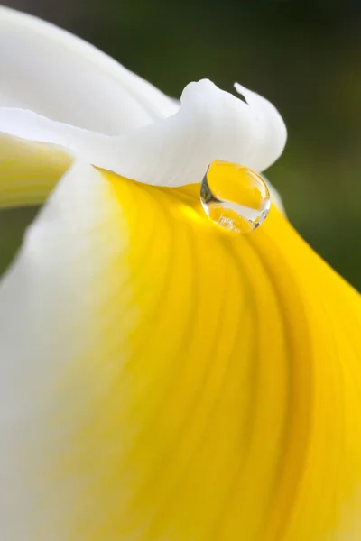 Iris pétalo — Foto de Stock