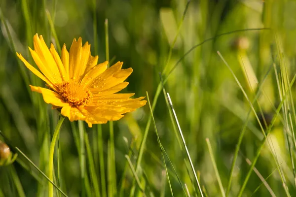 Geel en groen — Stockfoto