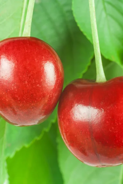 Cerezas — Foto de Stock