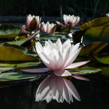 flower water lily